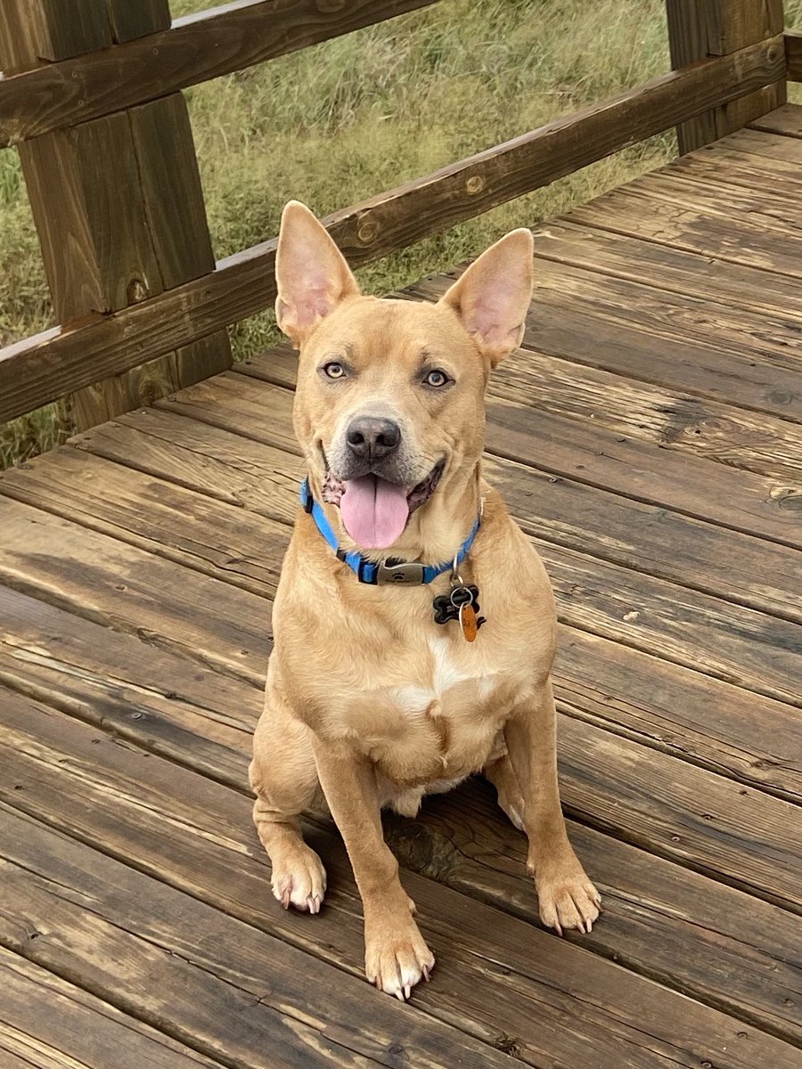 @WmDeanFrench You have to wonder how some of these mixes happen. Here’s my 4 part Staffie, 1 part Sharpei, 1 part “something African”, 1 part Cattle Dog and 1 part full blood chihuahua mix. We just call him Ditchdoggie.