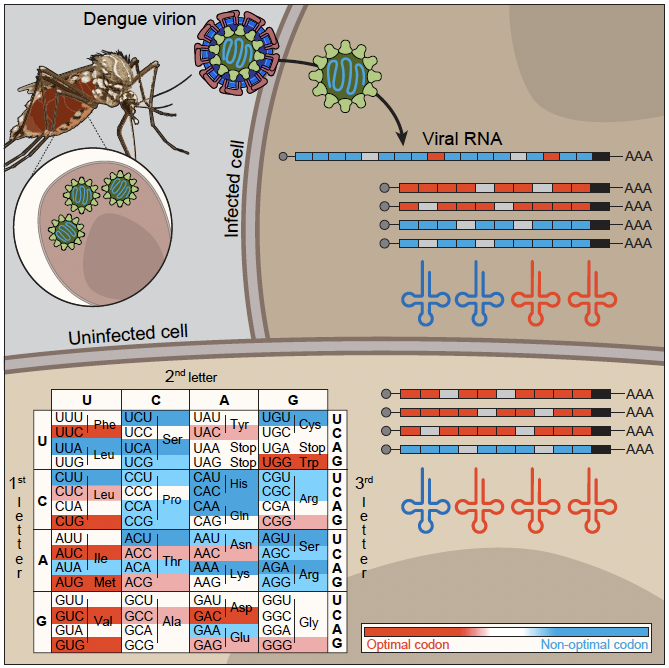Dengue virus preferentially uses human and mosquito non-optimal codons