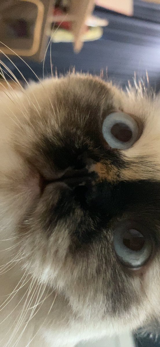 appa (ft. aegi) tweet media