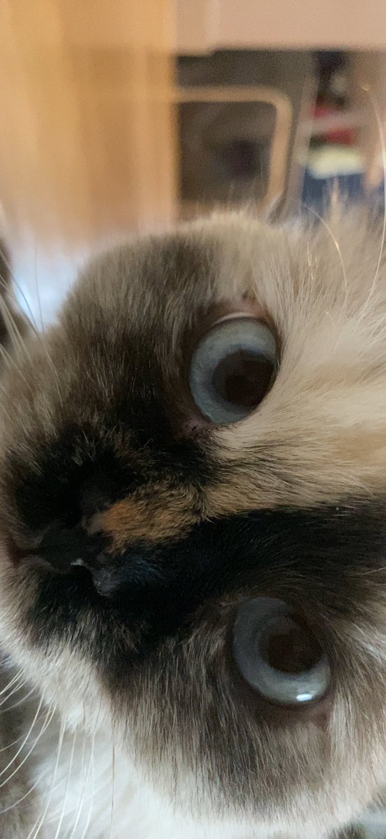 appa (ft. aegi) (@babeybison) on Twitter photo 