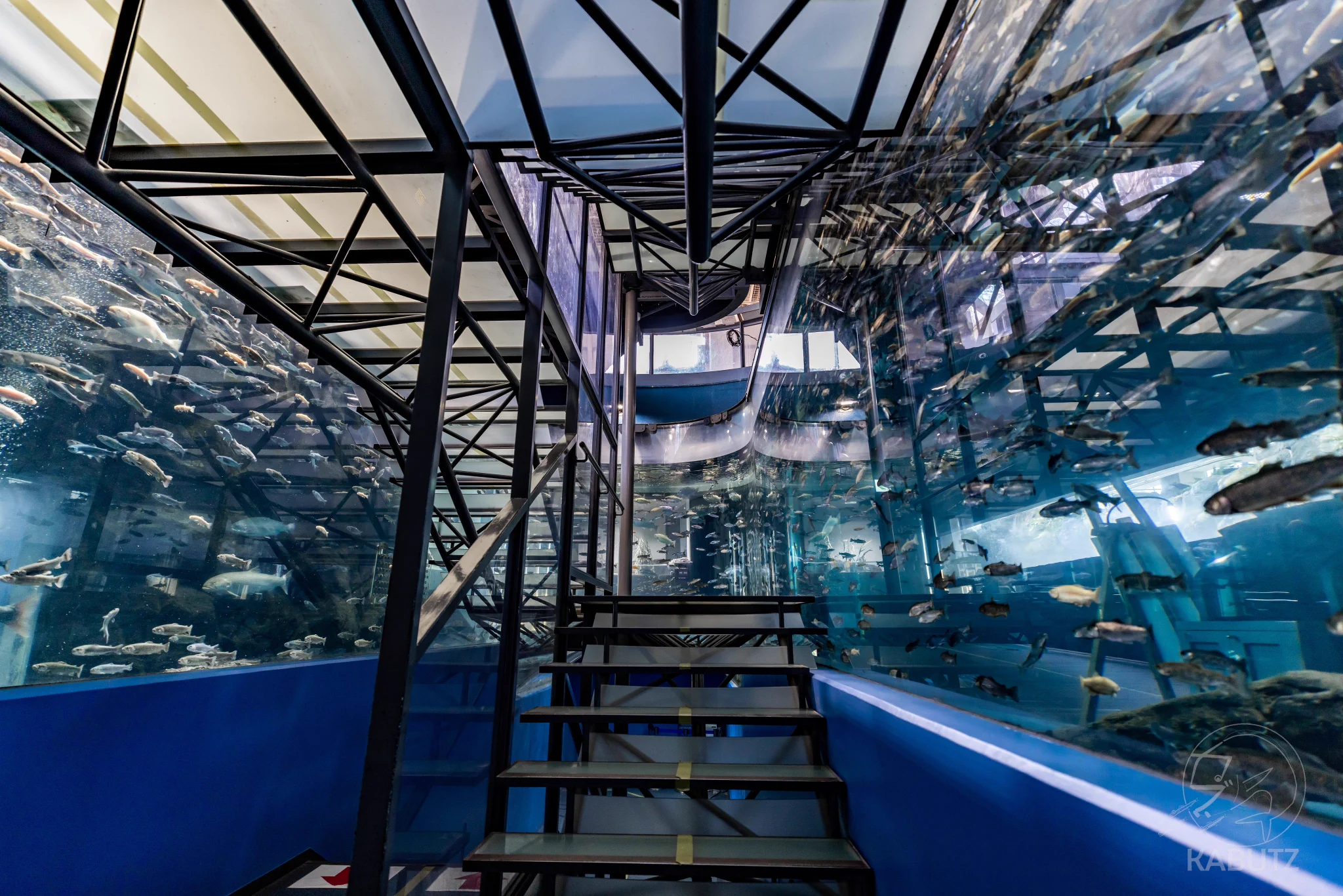 山梨県南都留郡忍野村にある「#山梨県立富士湧水の里水族館」は「#森の中の水族館。」とも呼ばれ、山梨県の山奥にある淡水魚水族館です。透明度の高い二重回遊水槽の中央には階段があり、川の中にいるような感覚を味わうことができます。 