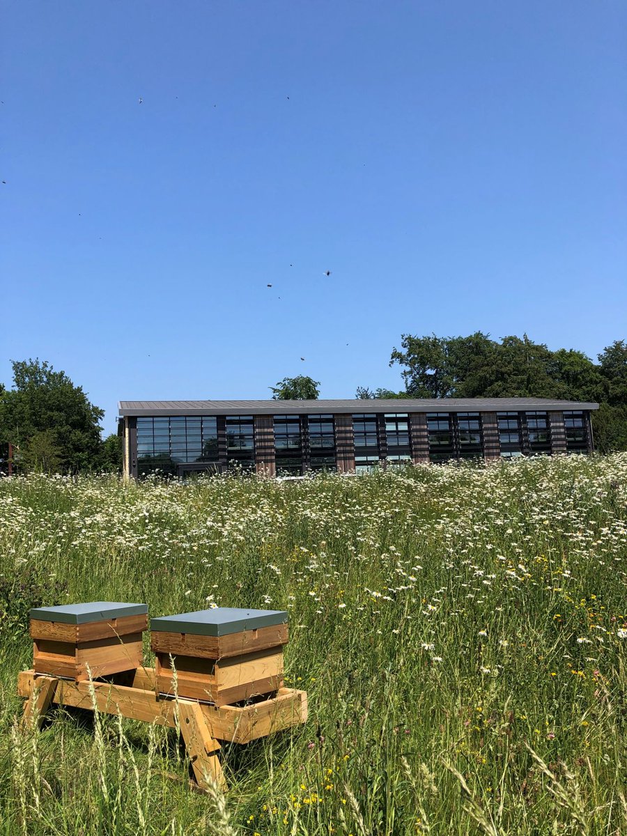 Farm491 (@farm491) on Twitter photo 🐝🐝 Exciting news!
Yesterday we greeted 12,000 new residents to the grounds of The Allison Centre, (home of <a href="/growthhubciren/">The Growth Hub - Cirencester</a> & Farm491). We are delighted to welcome #KnightsBeekeping.
Read the full story here:
linkedin.com/posts/thegrowt… 🐝🐝 Exciting news!
Yesterday we greeted 12,000 new residents to the grounds of The Allison Centre, (home of <a href="/growthhubciren/">The Growth Hub - Cirencester</a> & Farm491). We are delighted to welcome #KnightsBeekeping.
Read the full story here:
linkedin.com/posts/thegrowt…