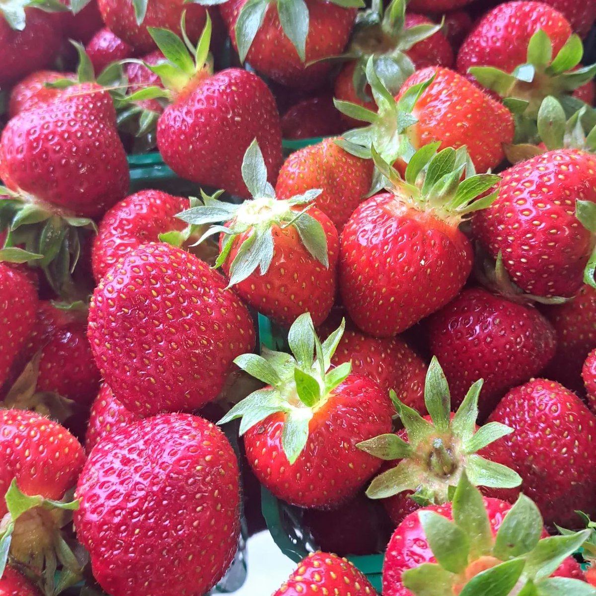 It's officially strawberry season from <a href="/RICHARDSONSFARM/">Richardson's Farm</a> !

Don't want to miss out? Pre-order 🍓🍓🍓, farm fresh produce, jams, jellies, maple syrup, and baked goods from their farm store kitchen!

Order today by 5pm for this Sat’s market! 

905-774-7507
richardsonsfarm.com/produc.../onli…