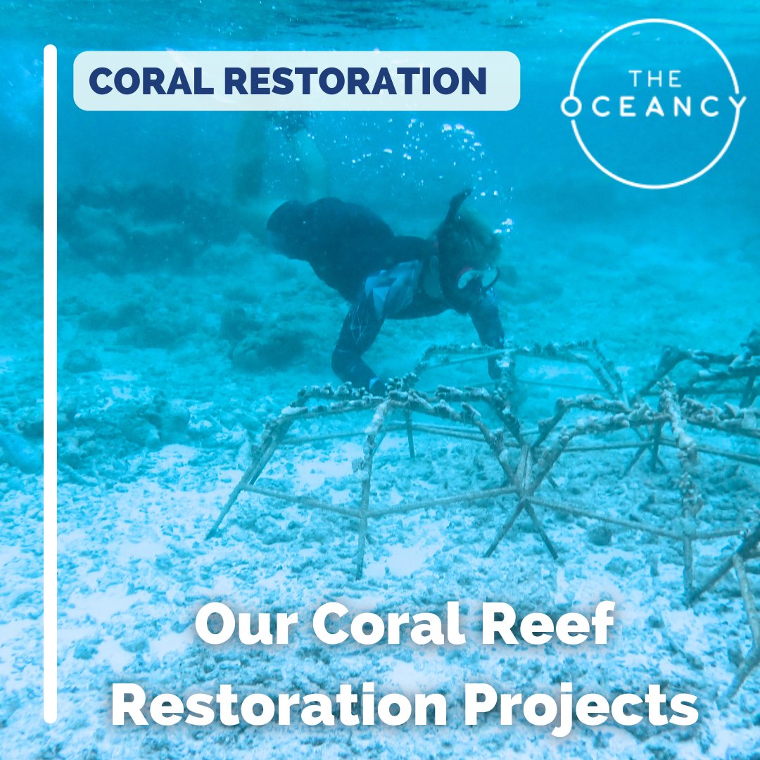 The Oceancy tweet media