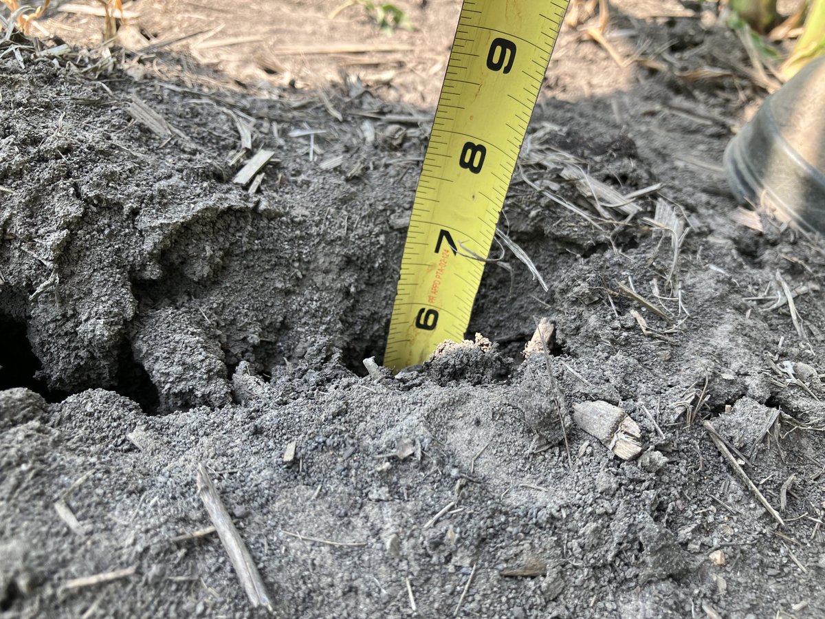 Titus silty clay loam in the Mississippi River Bottoms. Gumbo soil doing gumbo things