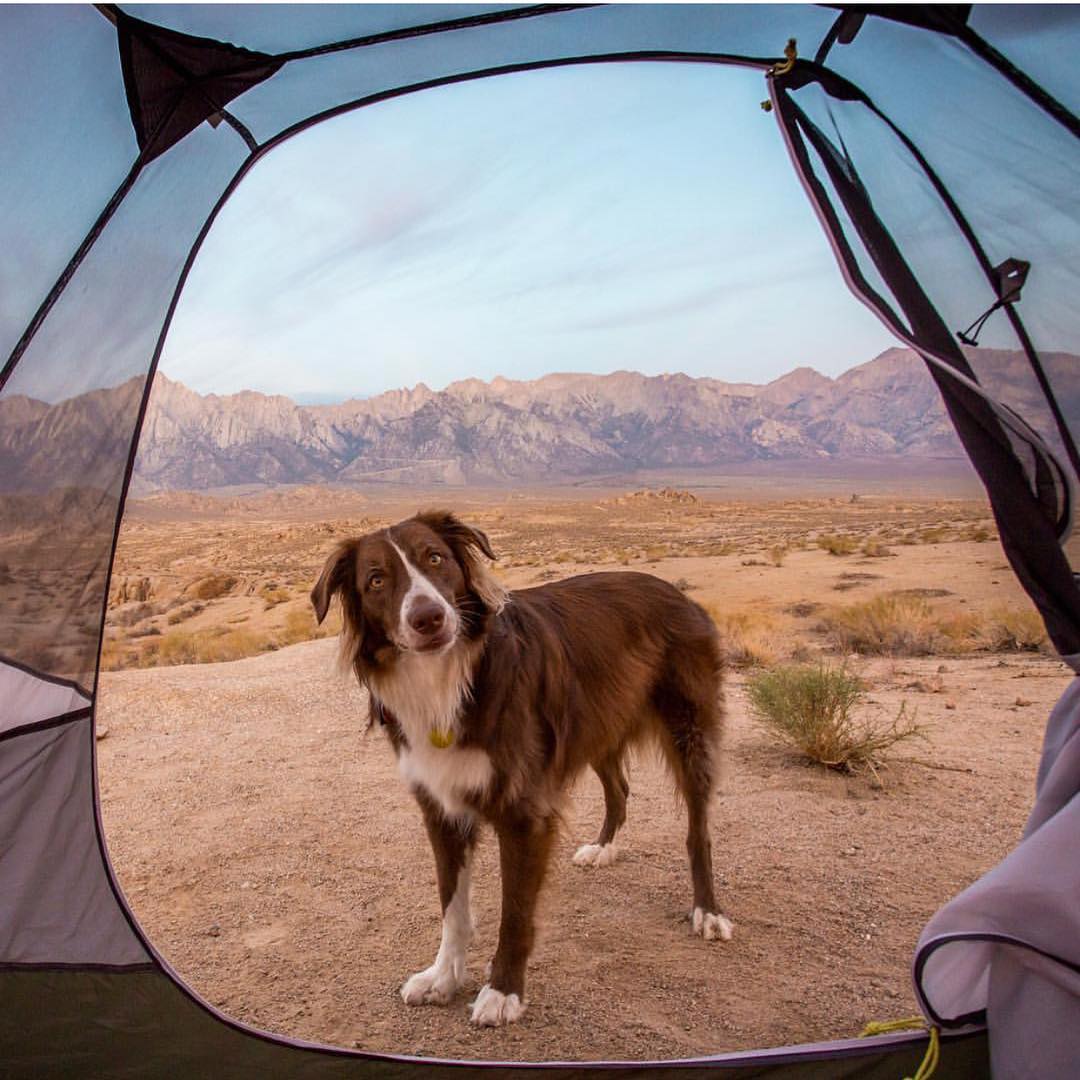 How to wake up for sunrise: camp with a dog who always thinks you overslept
#campingtrip #campingvibes #campinghacks
#campinglove #camping #campingtrailer
#campingaustralia #campingwithfriends