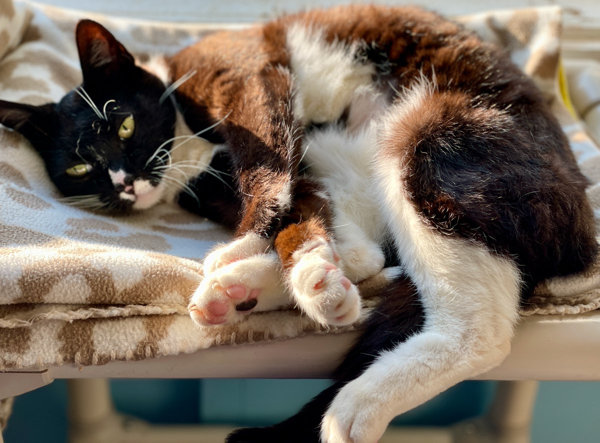 🌙Moonbeam, in the sunlight, looks like a calico! It's an illusion - he's a tuxie but obviously has brown undertones we can't usually see! Wow! #cats #cat #adoptdontshop #virginia #va #nova #dc #washingtondc #pets #purrsday #thursday #PositiveVibes #maryland #KittyTwitter #love