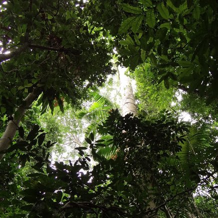 ForestGEO tweet media