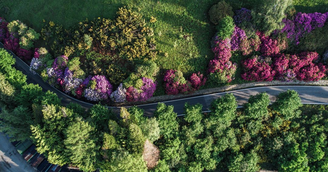 The Conca dei Rododendri is the most colourful stop along the Panoramic road to Oasi Zegna. Have you ever visited it?

📍@torinopiemonte

📷 IG oasizegna

#ilikeitaly #InsiderTips #oasizegna #concadeirododendri #park #azalea #oasis #piemonte #visitpiemonte