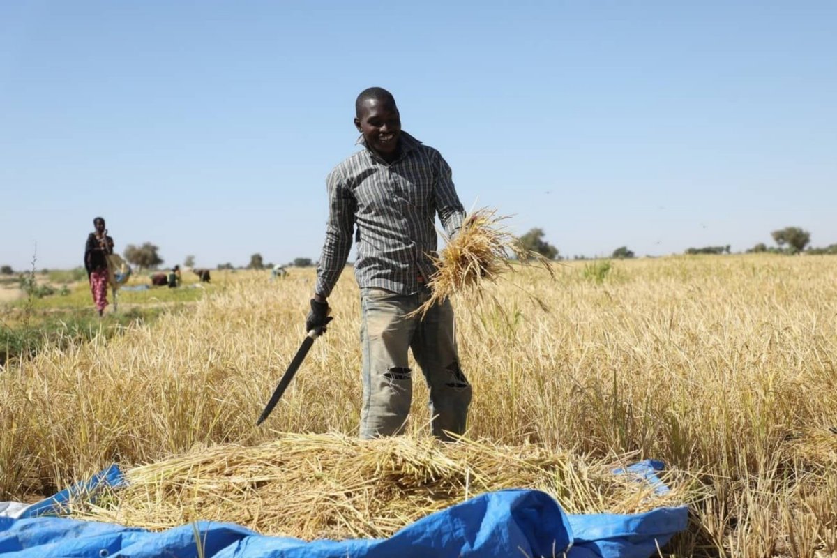 Une révolution agricole silencieuse transforme le Sahel : climatiquement sinistrée dans les années 1980, la zone enregistre depuis des pluies abondantes, car elle ferait partie de ces régions 'bénéficiant' du changement climatique, ce qui se traduit par des récoltes records. ⤵️…