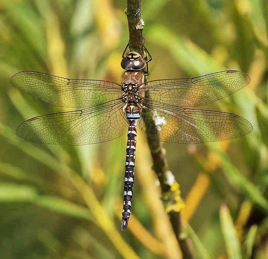 Davidnature22's tweet photo. Migrant Hawker Dragonfly #nature #NaturePhotography #naturepics #NatureBeauty #naturelover #natureuk #wildlife #wildlifeuk #canon #bbcearth #bbcnature #bbcwildlife #pic #pics #pictures #photos #insta #instalike #instagood https://t.co/JvFLUuANPH
