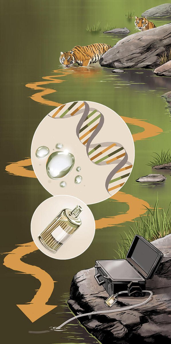 Environmental DNA (eDNA) is a research tool quickly growing in popularity. In any given environment - lake, river, land, air, etc. - trace amounts of DNA can be found. Plants, animals, and microbes often shed DNA by various means including losing leaves, hair, and skin cells.