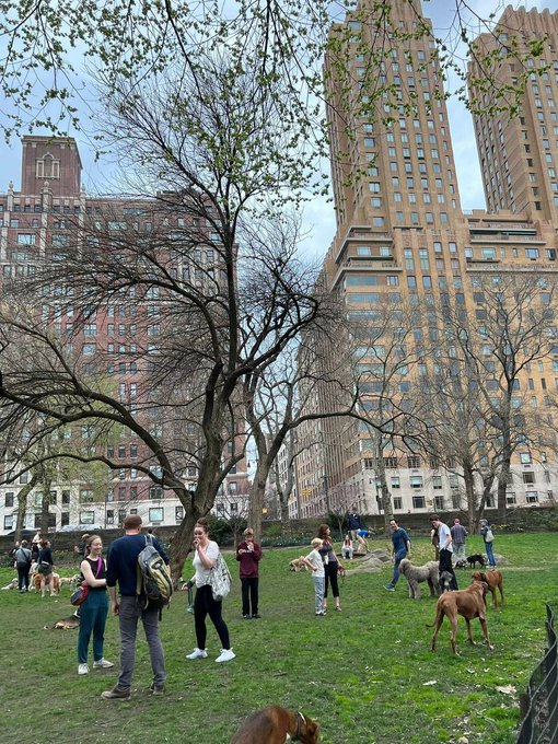 jjillchen's tweet photo. so many dogs every time https://t.co/TjKrR3N8U1