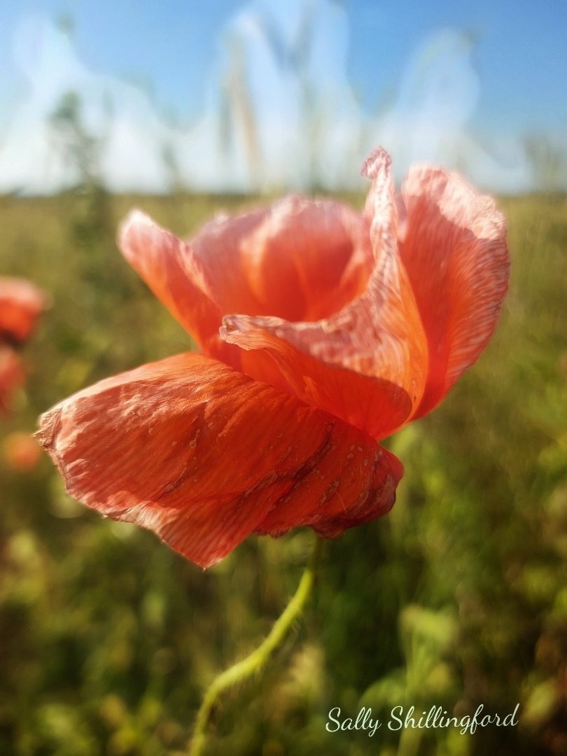 So delicate #poppies #blackcountry #poppyfields
#weather