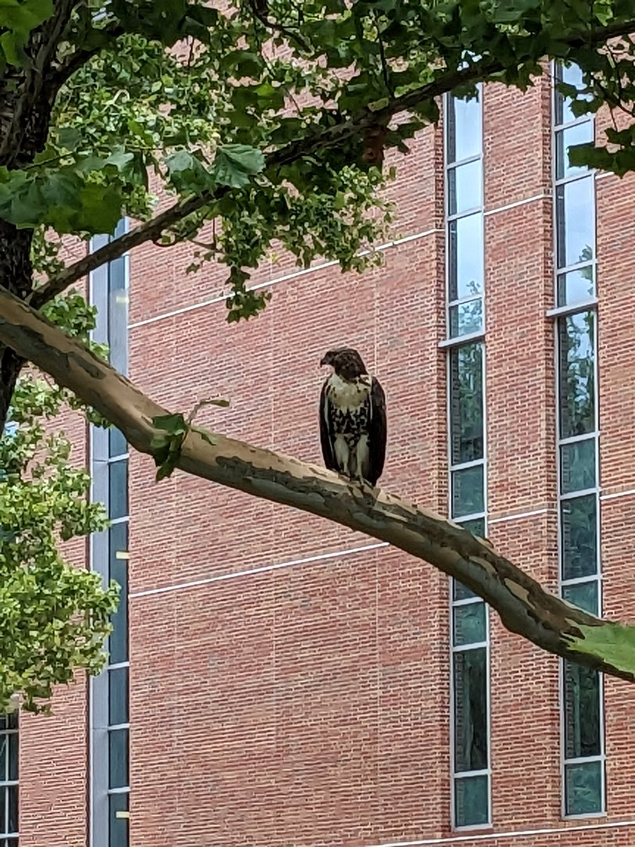 happyflippers's tweet photo. I enjoy that my lunchtime, decompression walks around @UF campus include so much wildlife. 

Birditude is a thing, right? 😜 https://t.co/pWte1qSCul