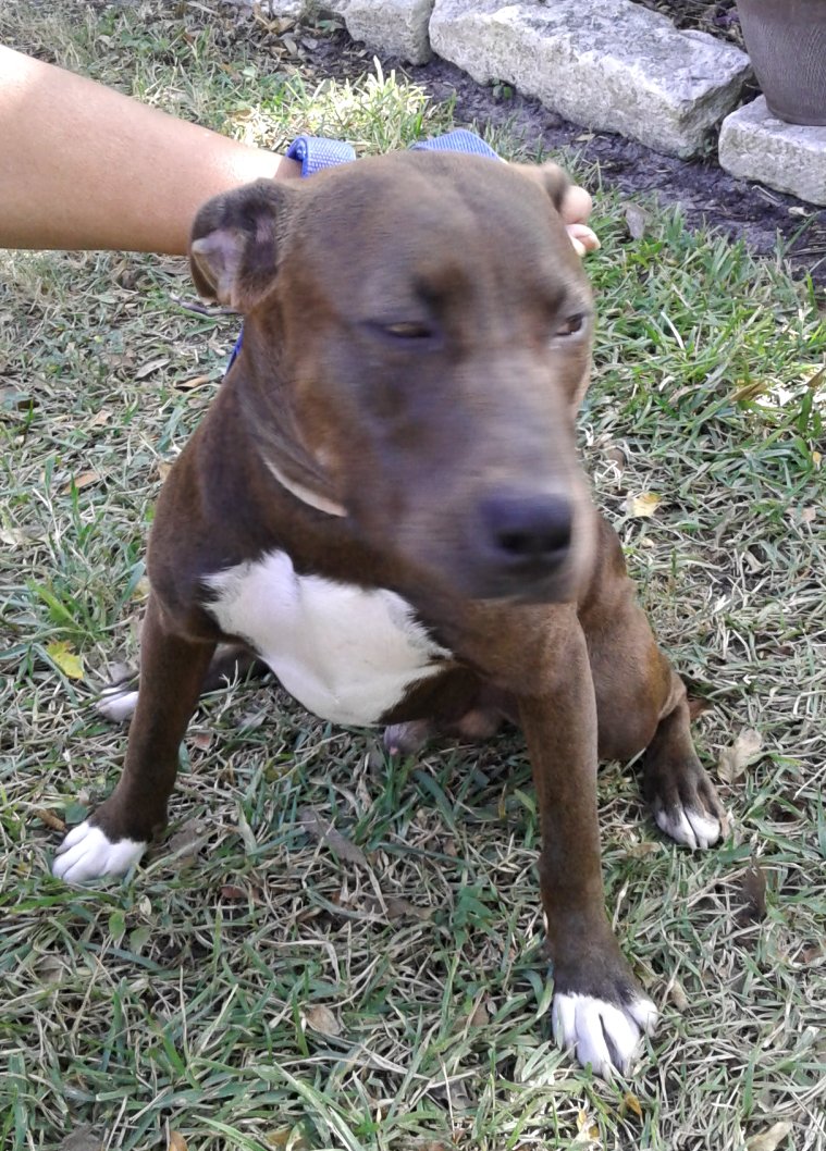 More pets go missing on July 4th than any other day of the year. The sound of fireworks spooks many pets, causing them to flee in an attempt to escape what they perceive as danger. 
#bcstx #Aggieland #4thofJuly #pets