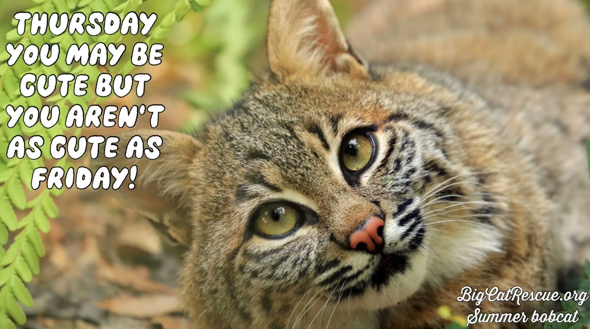 “Thursday you may be cute but you aren’t as cute as Friday!”

#SummerBobcat #BigCatRescue #BigCats #Rescue #Florida #Sanctuary #Bobcat #FridayEve #WeekendVibes #Cute #FunnyMemes #Thursday #CaroleBaskin