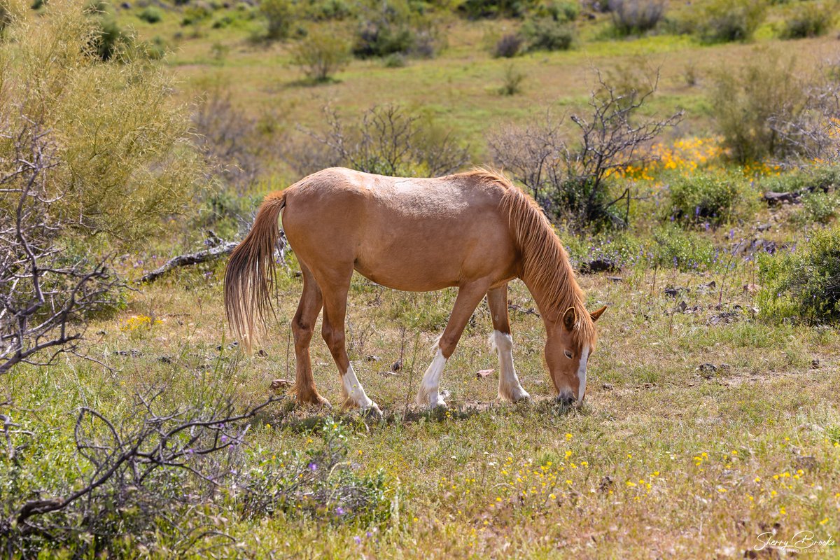 Throwing it back to the spring when the hills were covered in wild flowers! #azphotographer #chandlerphotographer #saltriverhorses #saltriver #tontonationalforest #wildflowers #arizona #landscape #landscapephotographer #wildhorses