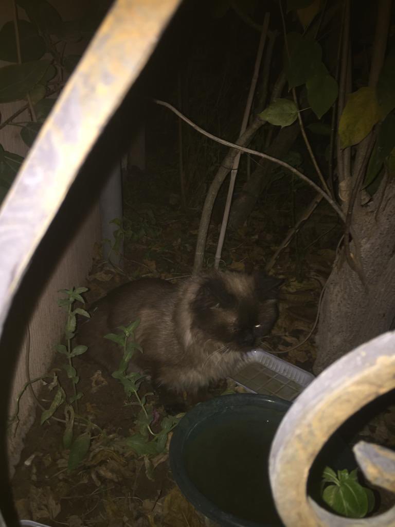 Maria Ahmed tweet media