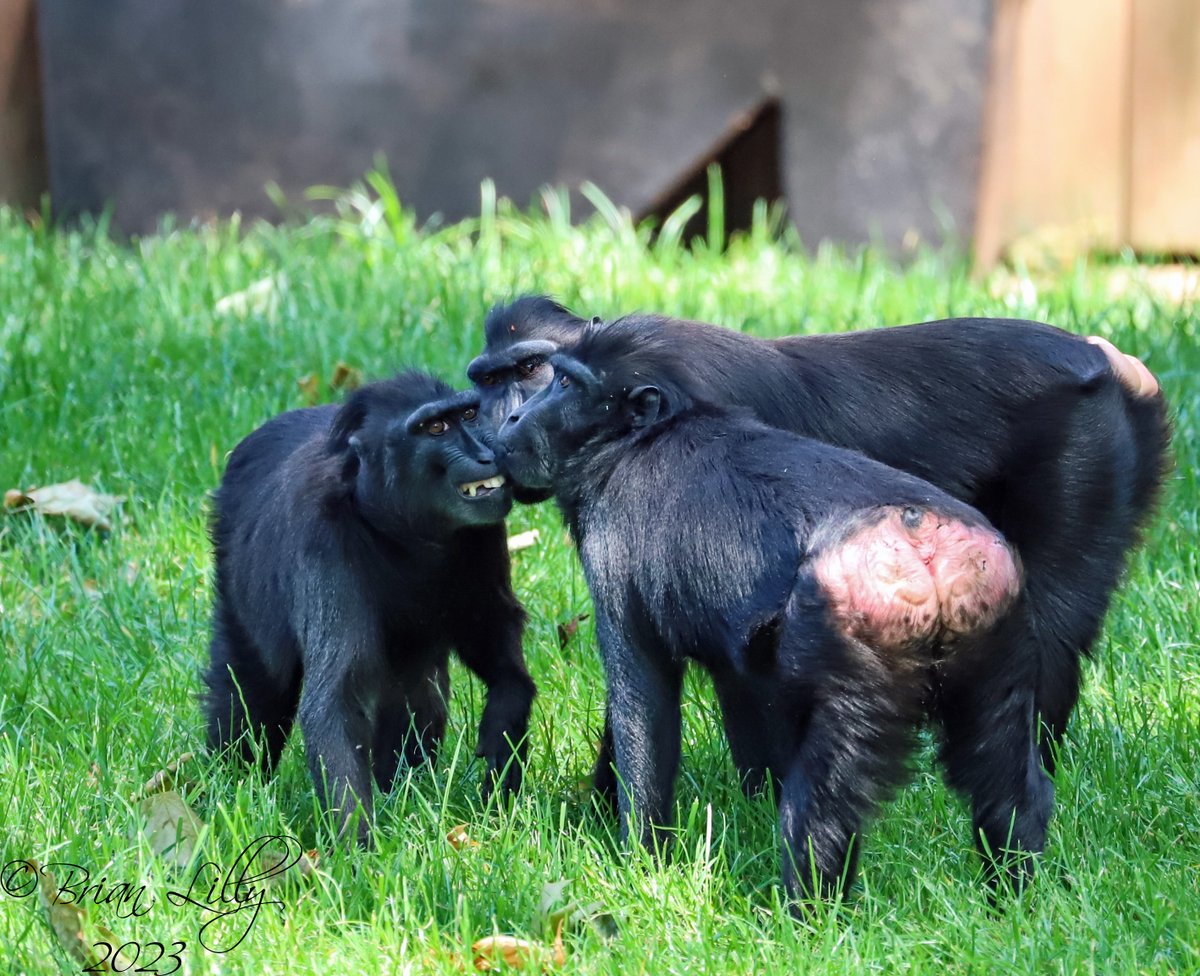 New Sulawesi macaques Maggie, Kashi and Theo with Anneke @PaigntonZoo #macque #macacanigra