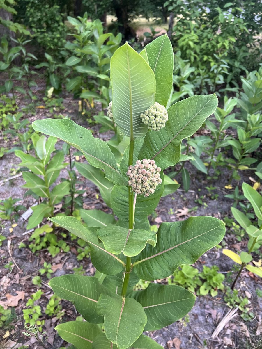 @NatButterflies @sissyroxx Plant milkweed, the host plant for the dwindling populations of the magnificent Monarch butterflies! Along with other native plants. Pollinators are needed for about 70% of all our food crops! Save the pollinators!! #GoNative!