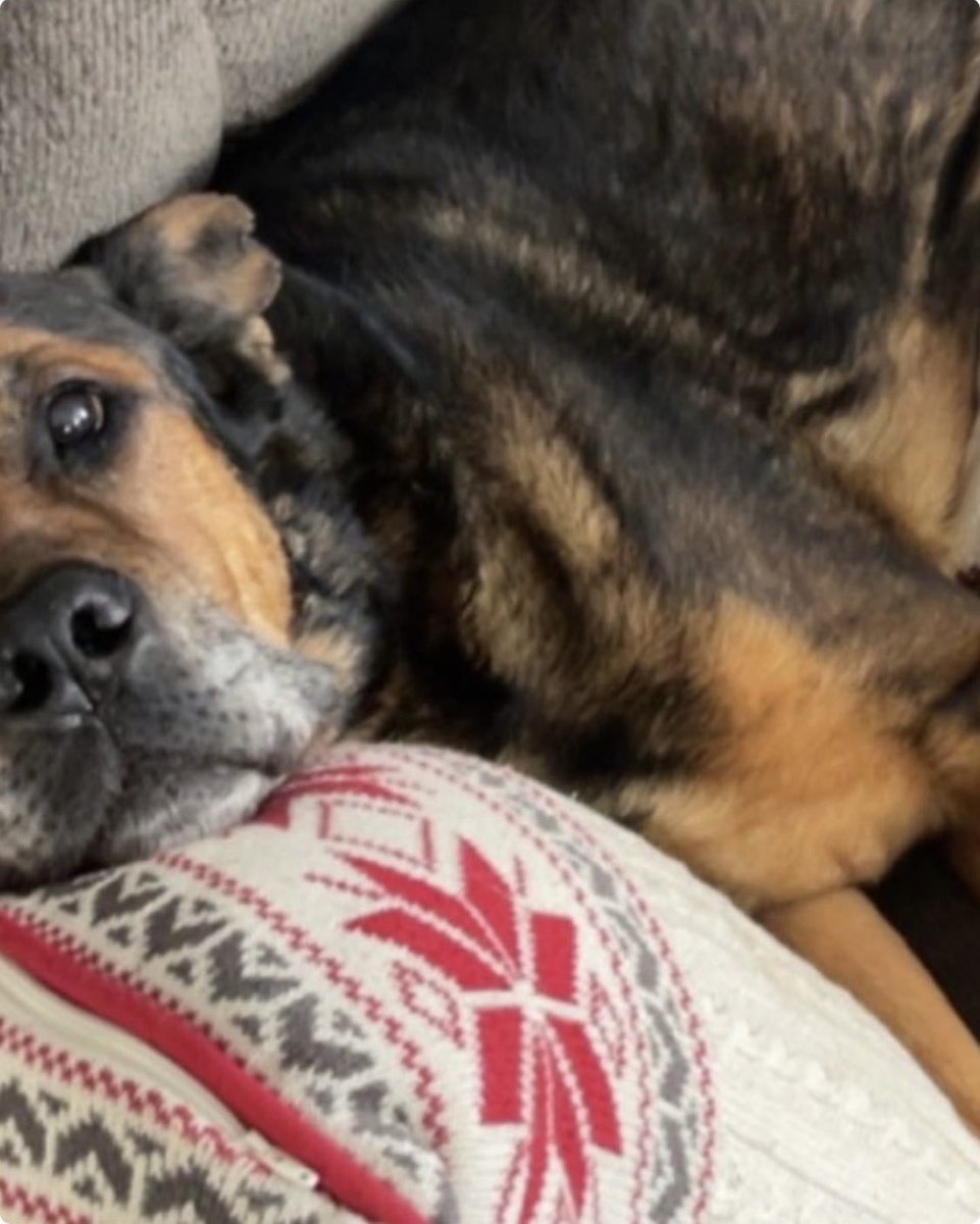 ATTENTION ALL MANNYS CUSTOMERS! Our beloved bouncer Bobs pup has been very ill and we would love for any donation possible to help out this handsome boy! Thank you and as always GO ZIPS! 

gofundme.com/f/kronos-surge…