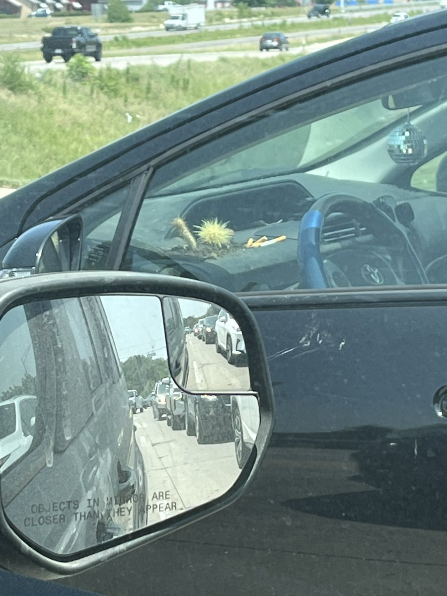 Can you really say you love plants if you don’t have some planted in your dashboard?!?!?