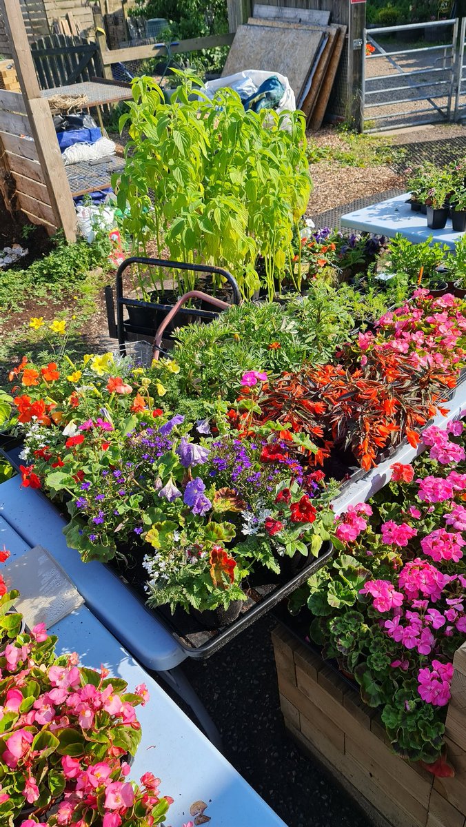 inthebotanics's tweet photo. 🪴 🌱 🌿 🌾 PLANT SALE 🪴 🌱 🌿 🌾

Saturday 17th June 11am to 2.30pm.

🪴 🌱 🌿 🌾 PLANT SALE 🪴 🌱 🌿 🌾 https://t.co/bkZjTuydFD