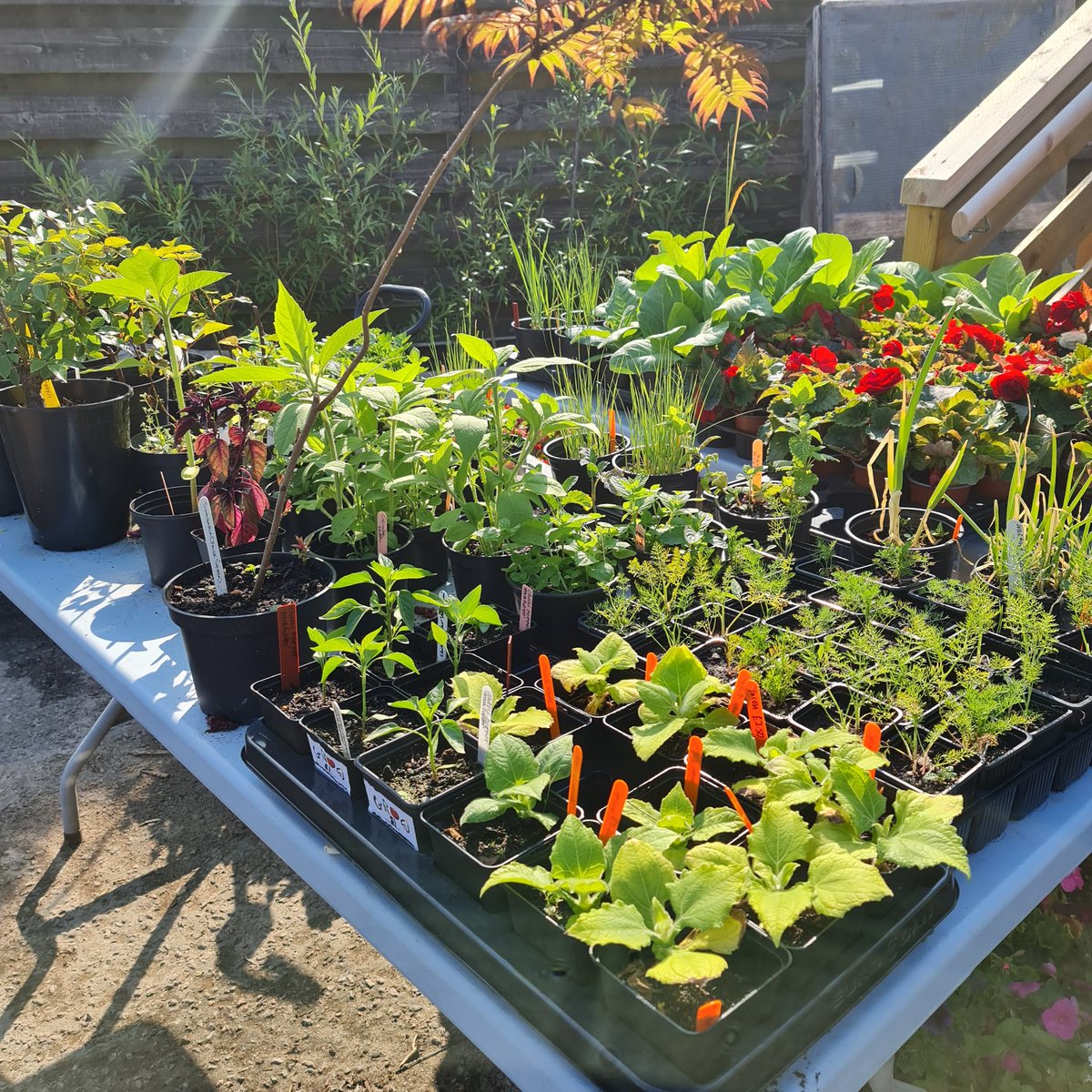 🪴 🌱 🌿 🌾 PLANT SALE 🪴 🌱 🌿 🌾

Saturday 17th June 11am to 2.30pm.

🪴 🌱 🌿 🌾 PLANT SALE 🪴 🌱 🌿 🌾