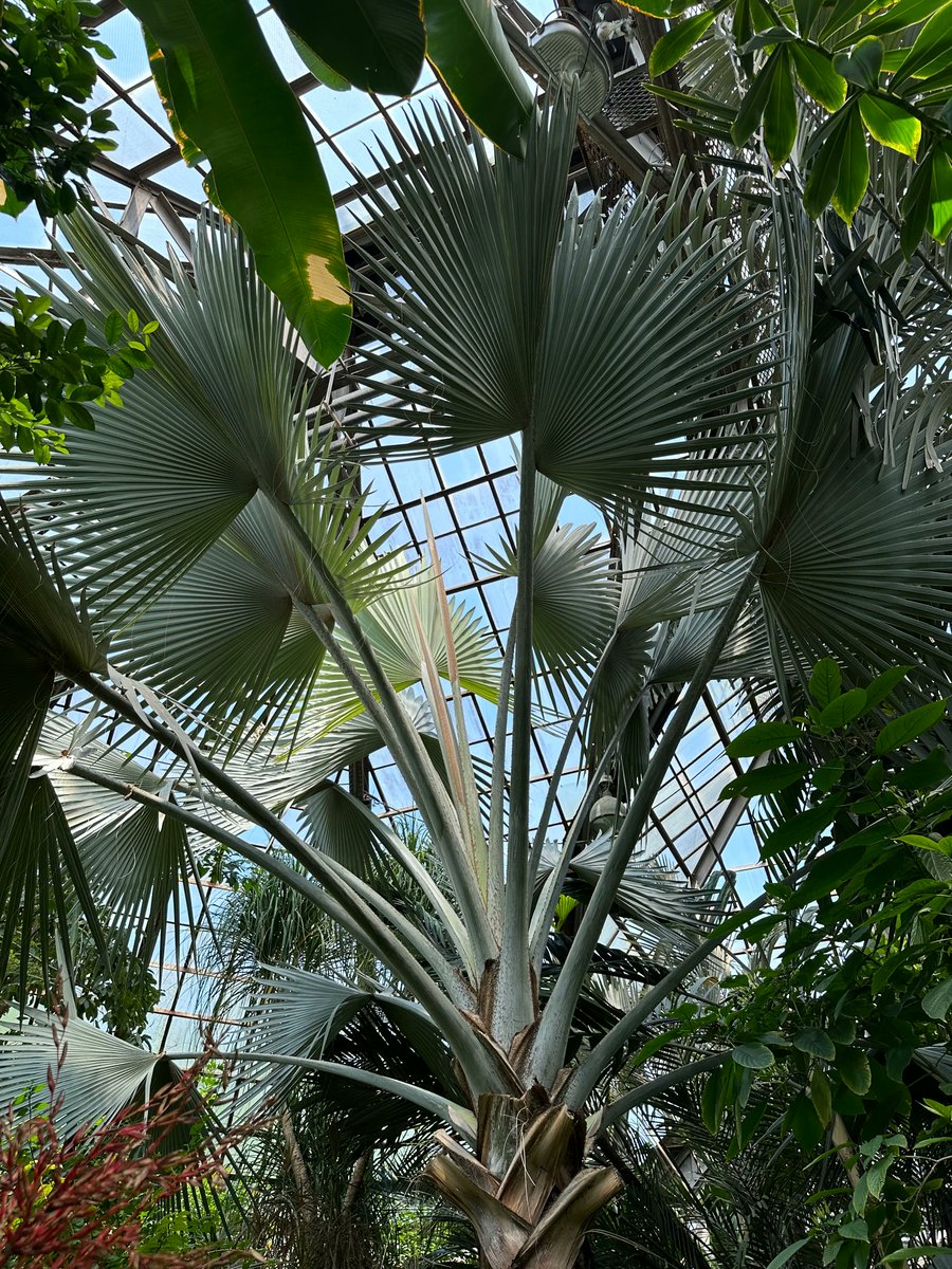 I'm lucky enough to live close to a public conservatory. 

One of my favorite spots in the city to just get away from it all and destress among the plants big and small. 😍