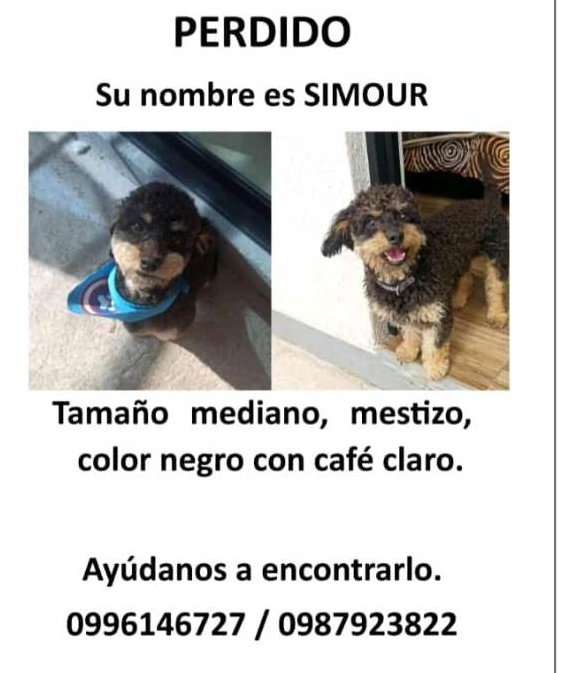 AlertaMePerdi's tweet photo. #PERDIDO #QUITO
Nombre: #SIMOUR
Fecha: 08/06/23
Sector: Sur, La Armenia II
Sexo: Macho
Raza: Mestizo
Obsv.: Pelaje negro con café claro y crespo. Lleva puesto un collar sin placa.
Contacto: 0987923822
¡Ayúdalo a volver con su familia!
#AlertaMePerdí https://t.co/wtSxWRAFQK