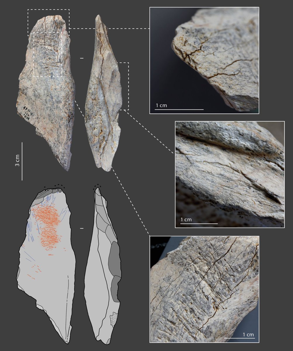 Malvina_Baumann's tweet image. As many bone tools as flint ones? New insight on the Quina level under excavation at Chez-Pinaud site
dx.plos.org/10.1371/journa… 
#Neanderthal #PLOSONE
