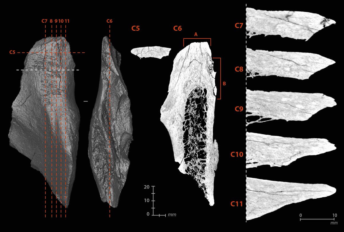 Malvina_Baumann's tweet image. As many bone tools as flint ones? New insight on the Quina level under excavation at Chez-Pinaud site
dx.plos.org/10.1371/journa… 
#Neanderthal #PLOSONE