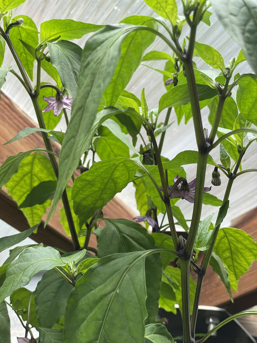 StephanieMDeol's tweet photo. Learning about the @cnc_bc_ca greenhouse today with the passionate @ameliafmerrick. I learned I need to work on my green thumb. https://t.co/kZiKWCq0HW