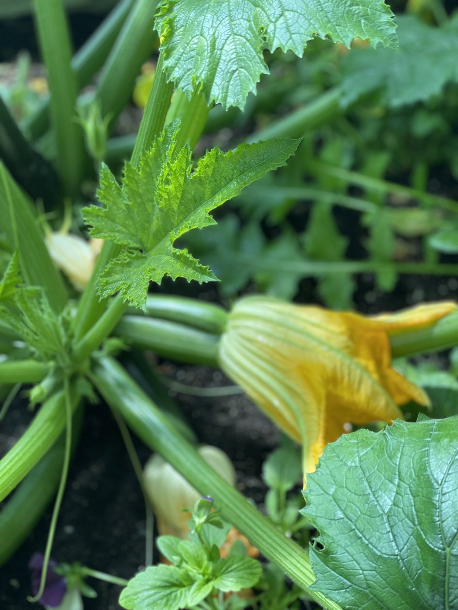 Learning about the <a href="/cnc_bc_ca/">College of New Caledonia (CNC)</a> greenhouse today with the passionate <a href="/ameliafmerrick/">Amelia Merrick</a>. I learned I need to work on my green thumb.