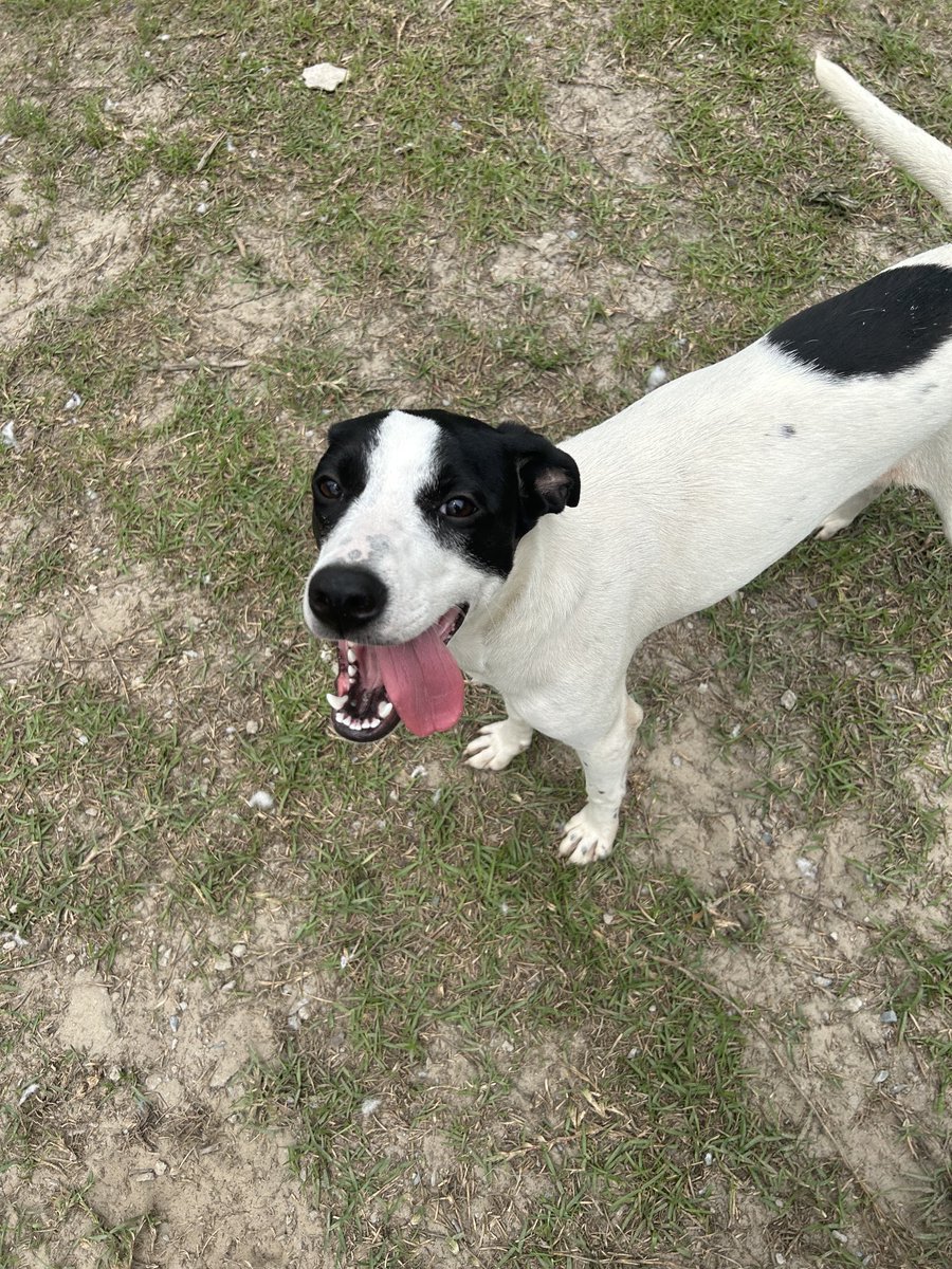 These two perfect puppies need forever homes!
Gus- 8 mth old, 35 lbs, very smart, playful, friendly, quiet, crate trained. A very good boy!
Pippa- 8 months old, 38 lbs, sweet, affectionate, playful &amp; a very good girl!
They both love playing w/other pups!
We transport nationwide!