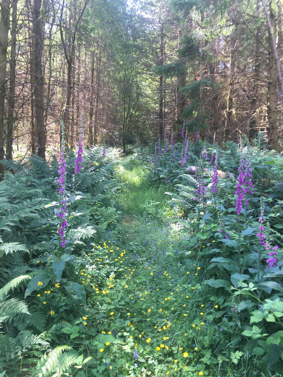 Stuart Elliott (@stubiedooh) on Twitter photo Today's Spiritual wellbeing at Caerdroia. Diolch i <a href="/golygfagwydyr/">Golygfa Gwydyr</a> <a href="/coedlleol/">Coed Lleol / Small Woods</a> <a href="/BroGwydyr/">Bro Gwydyr</a> Today's Spiritual wellbeing at Caerdroia. Diolch i <a href="/golygfagwydyr/">Golygfa Gwydyr</a> <a href="/coedlleol/">Coed Lleol / Small Woods</a> <a href="/BroGwydyr/">Bro Gwydyr</a>