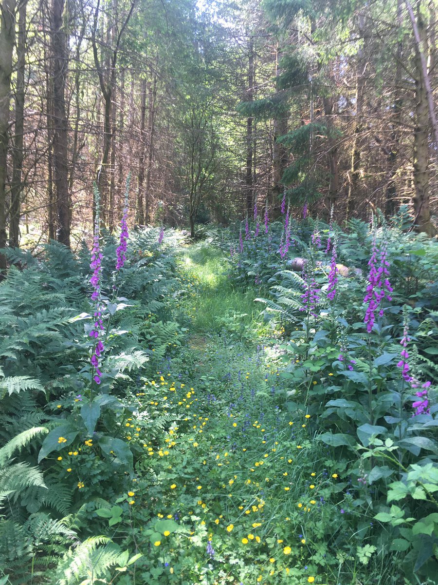 Today's Spiritual wellbeing at Caerdroia. Diolch i @golygfagwydyr @coedlleol @BroGwydyr