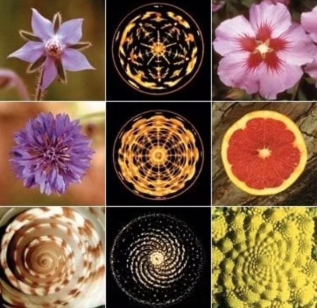 #Geometry in #nature: spirals and symmetries in #flowers and in #sound.

#matter #science #ScienceTwitter #thursdayvibes #life #physics #naturelover #Earth #plants #NatureRestoration #NatureBeauty #thursdaymorning #NFTs #knowledgeisPower #NFT