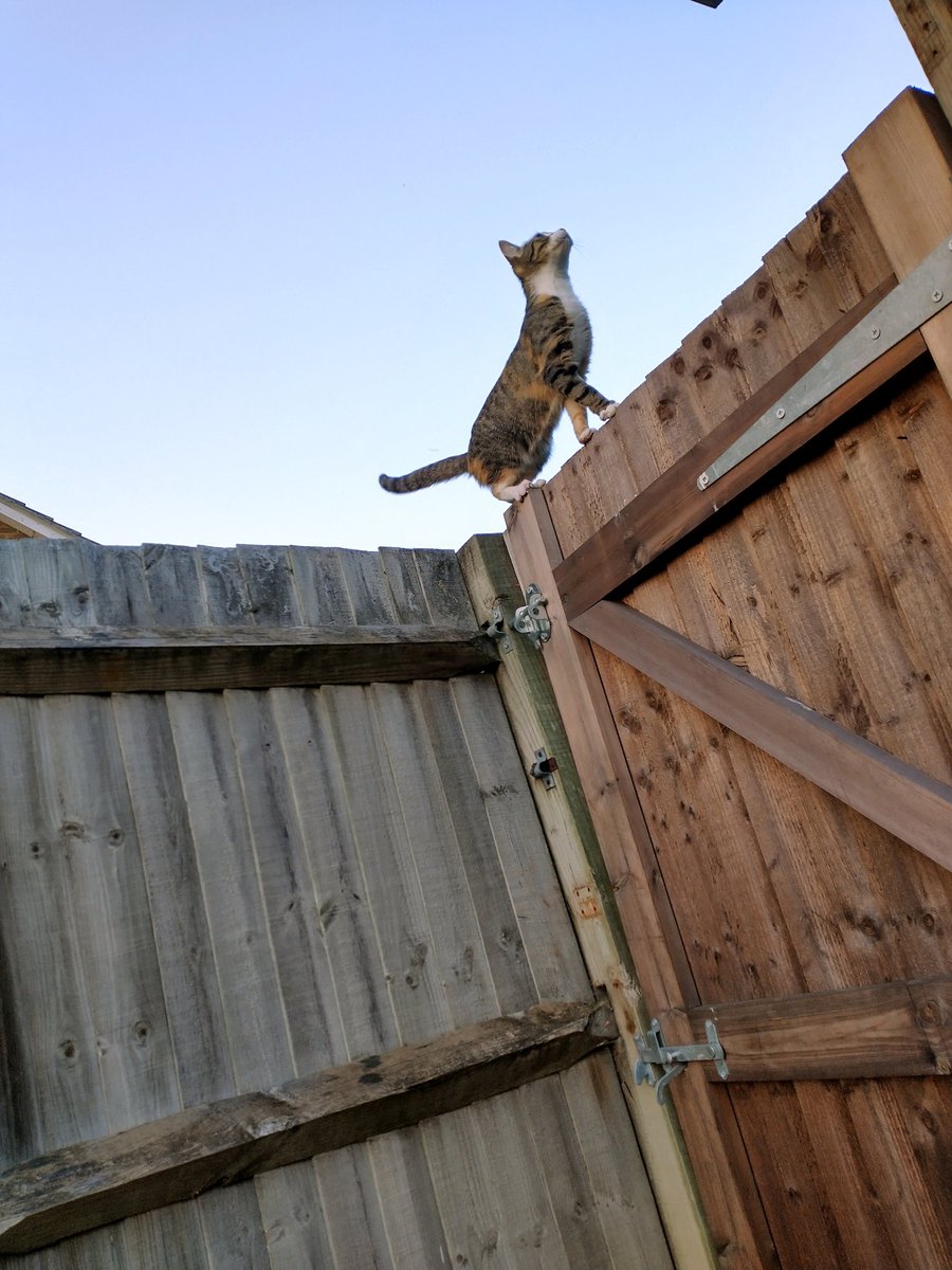 EmmaJTaylor76's tweet photo. @michaelscat2 Rescue cat exploring her new surroundings 😻#rescuecat #rspca #AdoptDontShop https://t.co/BE5t1VgFYa