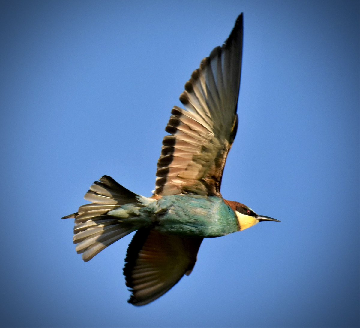 The Norfolk Bee-Eaters came to visit Lincolnshire a few weeks ago! This once in a lifetime shot taken near Skegness in the early morning! The most stunning bird I have ever seen in the UK. @BBCSpringwatch @ChrisGPackham @michaelastracha @WildlifeMag @Natures_Voice