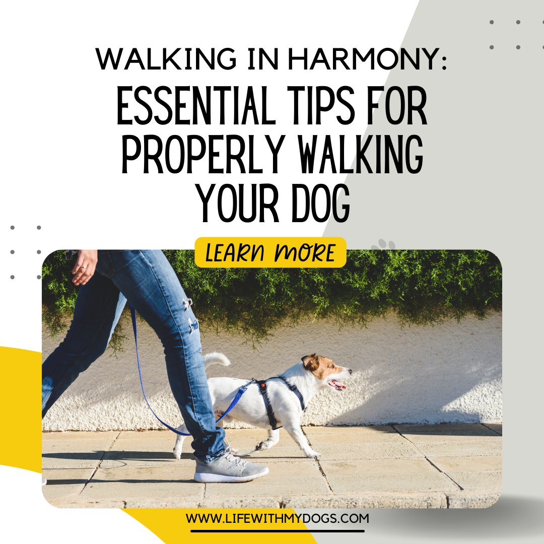 🐾🚶‍♂️ Step into the world of harmonious walks with your furry companion! Let's explore some essential tips for a paw-some walking experience with your four-legged friend. 🐶💙#DogWalkingTips #HarmoniousWalks #LeashTraining #DogBehavior #DogExercise #BondWithYourDog #DogTraining