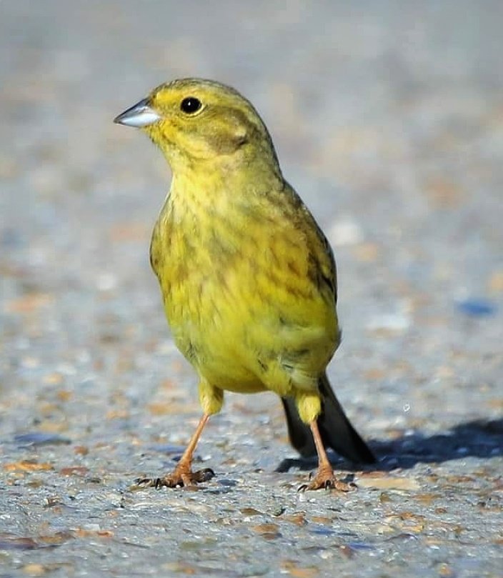 Yellowhammer #rspb #springwatch #countryfile #bbcearth #bbcnature #bbcwildlife #birdy #Birdland #birdphotography #tweet #tweets #twitter #nature #birdgang #naturelover #naturewatchers #canon #canonpics