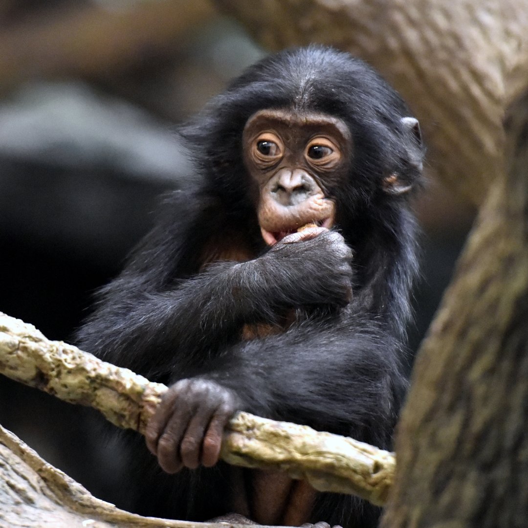 pasaprimates's tweet photo. 🌍 Important News Alert! 📢
France takes a stand for wildlife on social media! 🇫🇷🦍
France's National Assembly passed a new law to regulate influencers' commercial practices, including a ban on promoting activities involving wild animals. 💚🌿
#WildlifeProtection https://t.co/buQIv0Jc6W