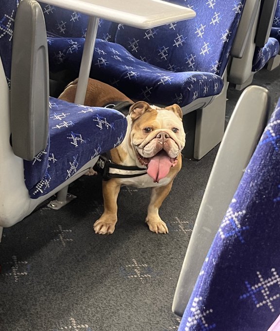 DID I follow the bulldog and sit near it??😏   But also, please if you have a smush face dog don&rsquo;t travel<a href="/tag/covid19"class="tags"><span>#covid19</span></a><a href="/tag/yourpriviledgeisshowing"class="tags"><span>#yourpriviledgeisshowing</span></a>