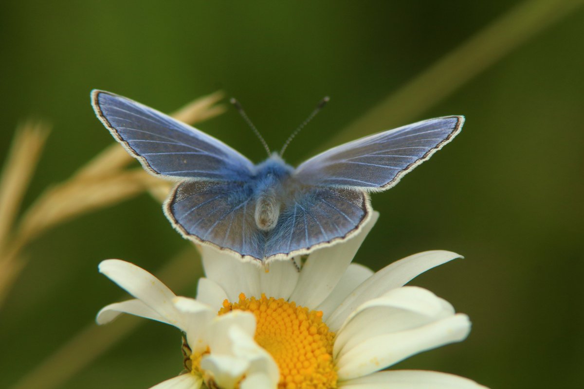 RumyanaW's tweet photo. Good Day fam!๐ฆ๐ธ๐
Butterfly galore for #InsectThursday
#nature #NaturePhotography #widllife #wildlifephotography #butterflies #insects https://t.co/C6AxprBrpT