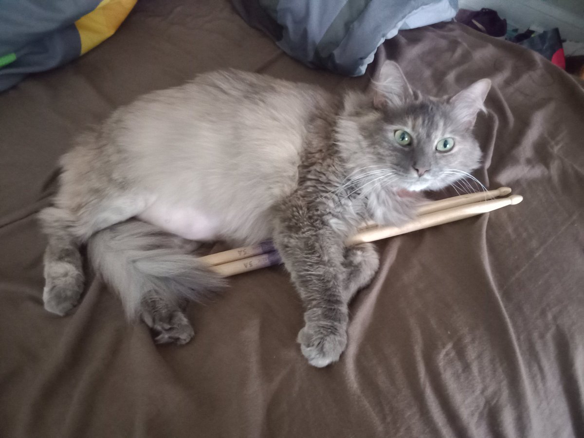 squad_fnaf's tweet photo. My cat hates when I play my trumpet but when I play the drum it's like soothing melody to her. https://t.co/3SA1WZMCI7