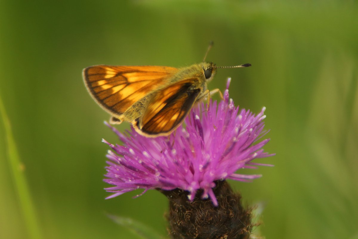 RumyanaW's tweet photo. Good Day fam!๐ฆ๐ธ๐
Butterfly galore for #InsectThursday
#nature #NaturePhotography #widllife #wildlifephotography #butterflies #insects https://t.co/C6AxprBrpT