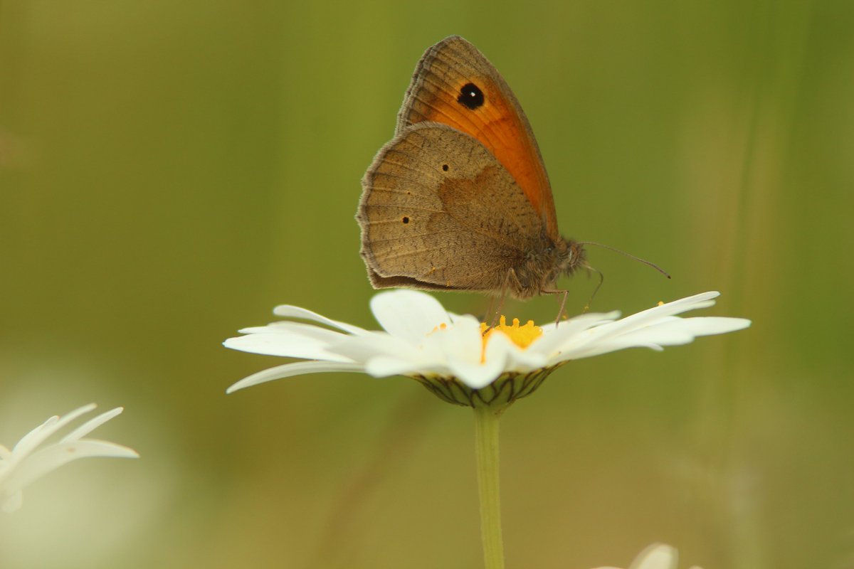 RumyanaW's tweet photo. Good Day fam!๐ฆ๐ธ๐
Butterfly galore for #InsectThursday
#nature #NaturePhotography #widllife #wildlifephotography #butterflies #insects https://t.co/C6AxprBrpT