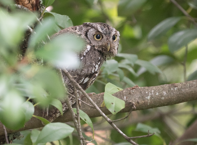 AvianRebbe's tweet photo. It is a GOOD day when you see this beauty right outside your very own window.  Much to learn from that.  Be Grounded.  Fly High.  Enjoy, @courtneyellis! https://t.co/ZVHebH1ysx